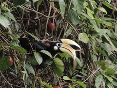 Anthracoceros albirostris