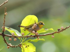 Zosterops auriventer