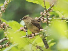 Pycnonotus brunneus
