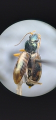 Bembidion corgenoma