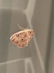 Cyclophora myrtaria