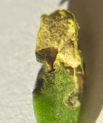 Aphytobius sphaerion