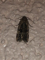 Elaphria chalcedonia