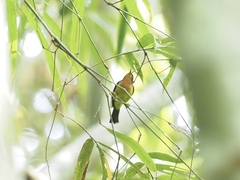 Chalcoparia singalensis