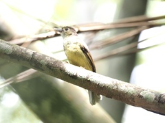 Tricholestes criniger