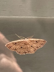 Cyclophora myrtaria