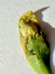 Aphytobius sphaerion