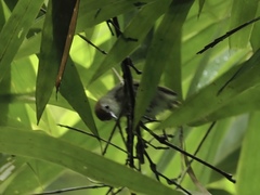 Cyanoderma rufifrons