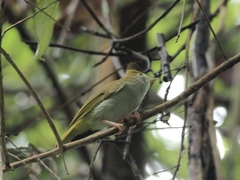 Erpornis zantholeuca