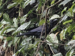 Corvus macrorhynchos