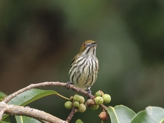 Dicaeum chrysorrheum