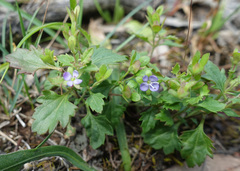 Veronica plebeia