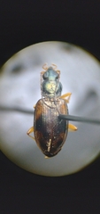 Bembidion corgenoma