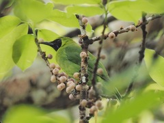 Chloropsis sonnerati