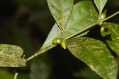 Ronabea latifolia