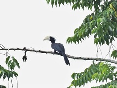 Anthracoceros malayanus