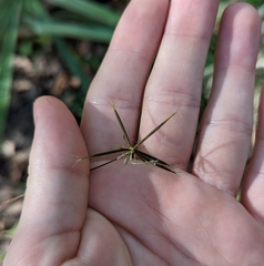 Bidens bipinnata