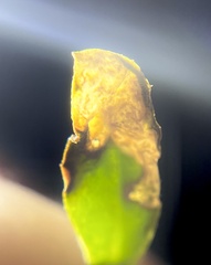 Aphytobius sphaerion