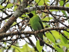 Chloropsis sonnerati