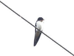 Hirundo tahitica