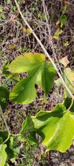 Morus rubra