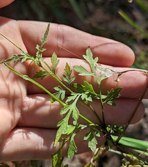 Bidens bipinnata