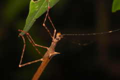 Paraphasma trianguliferum