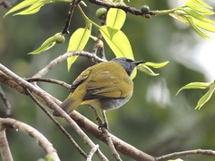 Rubigula cyaniventris