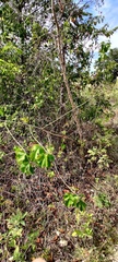 Morus rubra