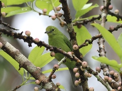 Chloropsis cyanopogon