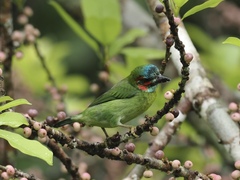 Psilopogon duvaucelii