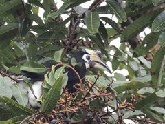 Anthracoceros albirostris