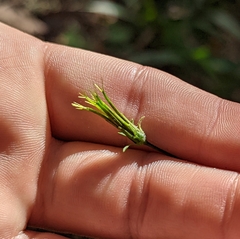 Bidens bipinnata