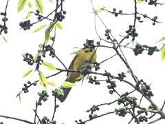 Rubigula flaviventris