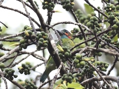 Psilopogon duvaucelii