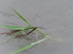 Pseudagrion pilidorsum