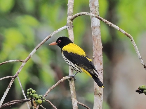 Dark-throated Oriole