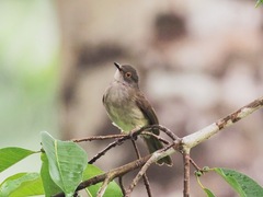 Rubigula erythropthalmos