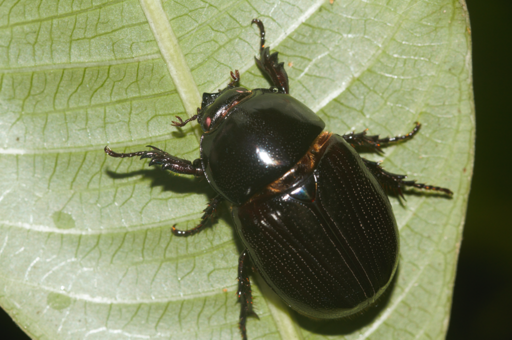 Oxyligyrus nasutus