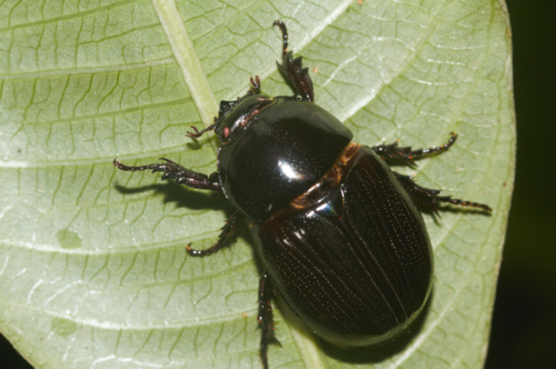 Oxyligyrus nasutus