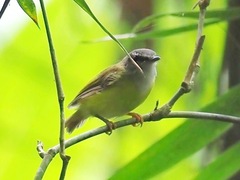 Abroscopus superciliaris