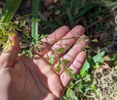 Bidens bipinnata