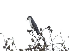 Pericrocotus divaricatus