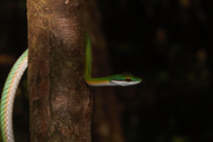Leptophis ahaetulla