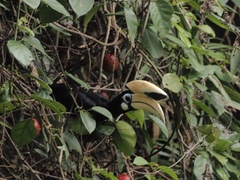 Anthracoceros albirostris