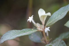 Sabicea cinerea