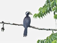 Anthracoceros malayanus