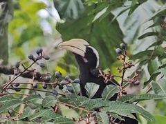 Anthracoceros malayanus