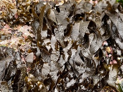Dictyota kunthii