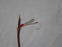 Pseudagrion pilidorsum